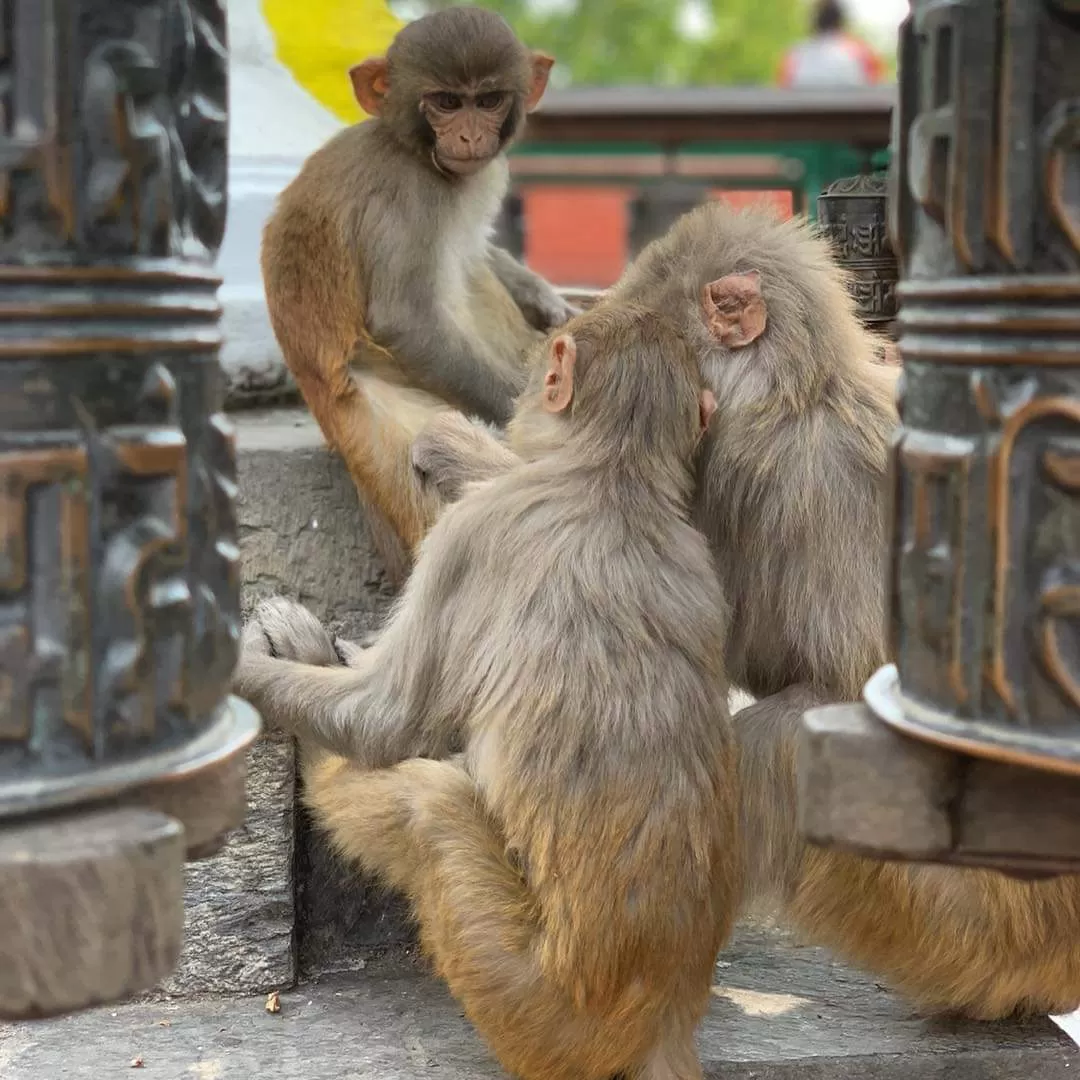 Photo of Thamel By Ram Kumar Adhikari