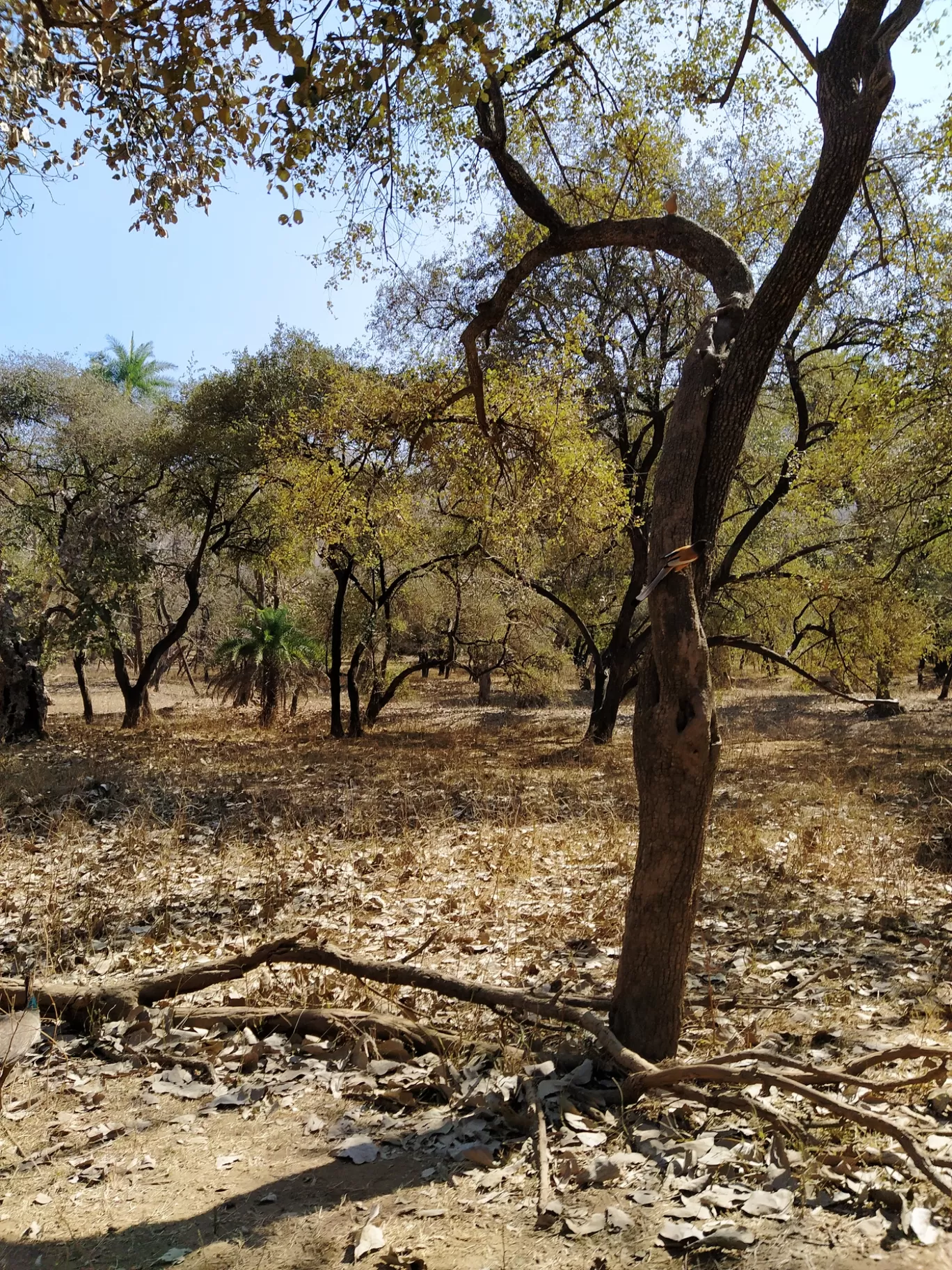 Photo of Sariska National Park By Shalini Magdel Das