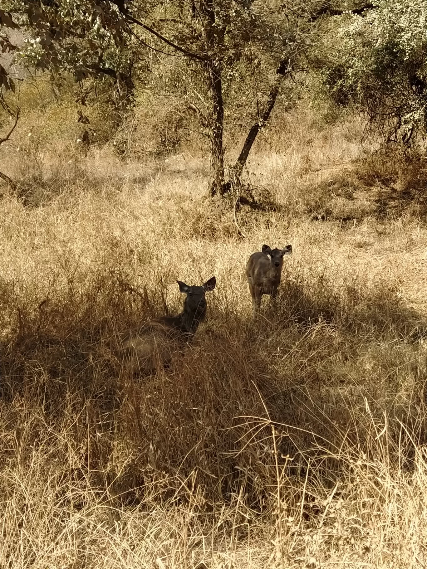 Photo of Sariska National Park By Shalini Magdel Das