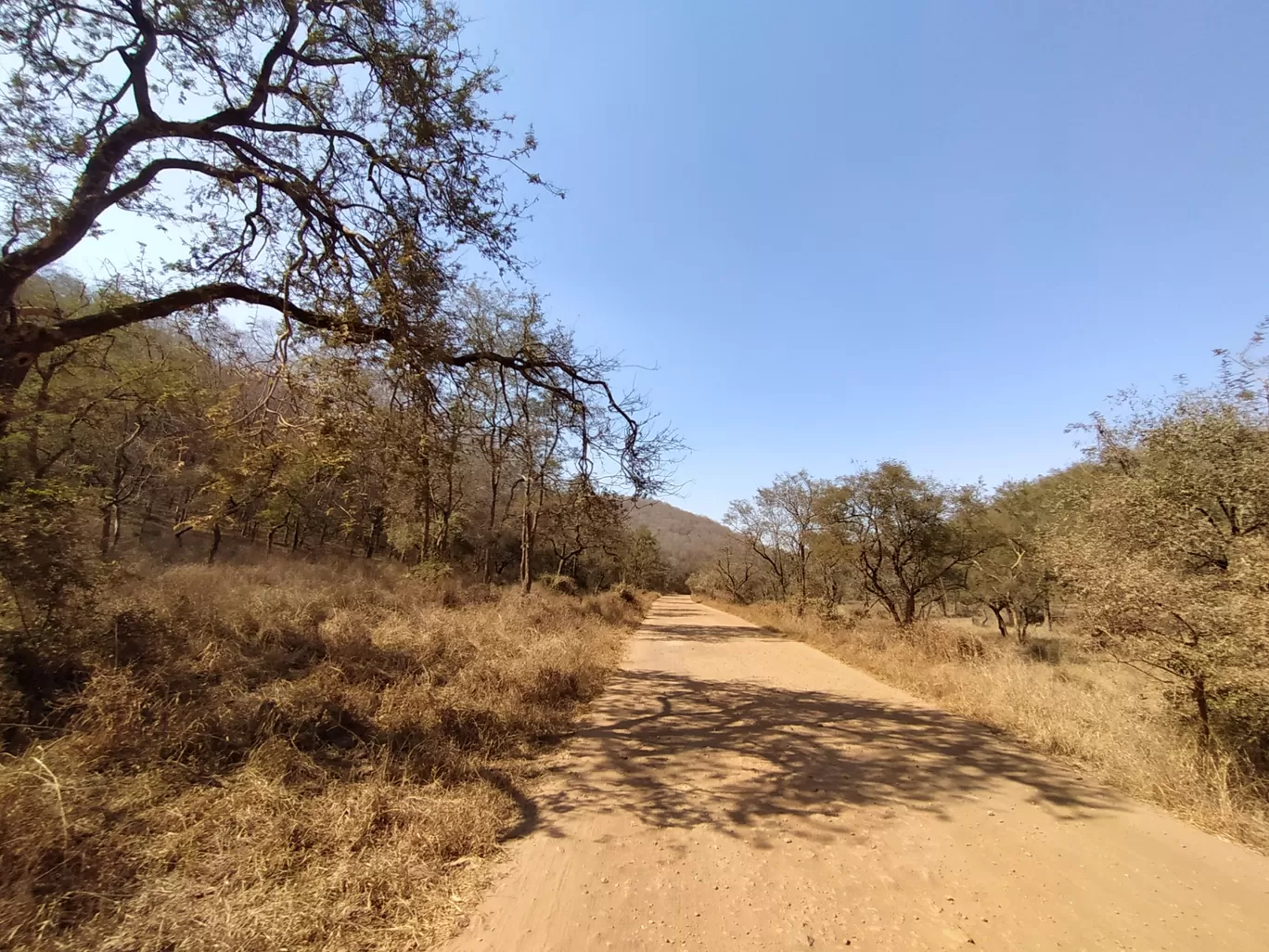 Photo of Sariska National Park By Shalini Magdel Das