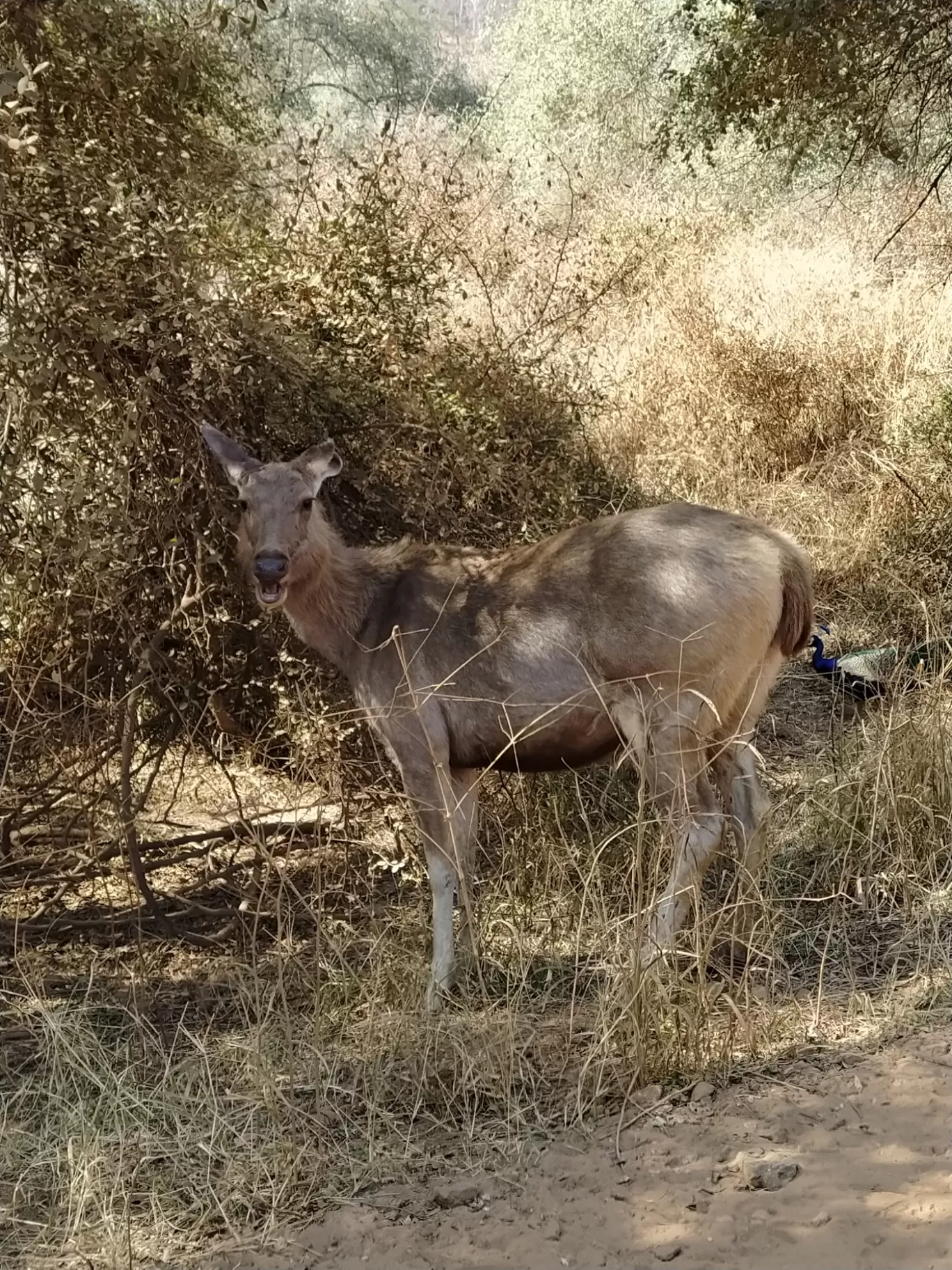 Photo of Sariska National Park By Shalini Magdel Das