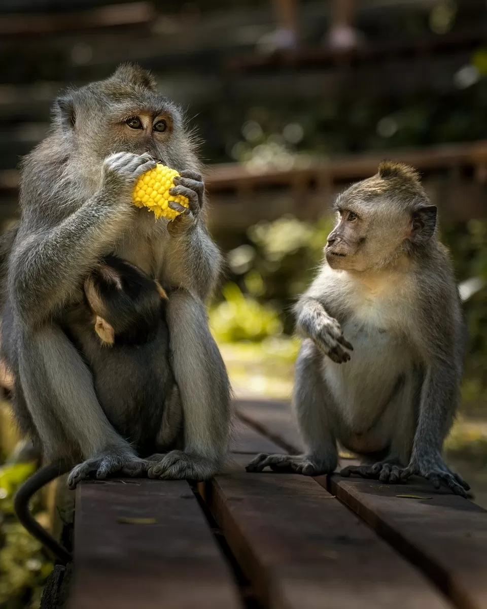 Photo of Sacred Monkey Forest Sanctuary By Rakesh Shetty