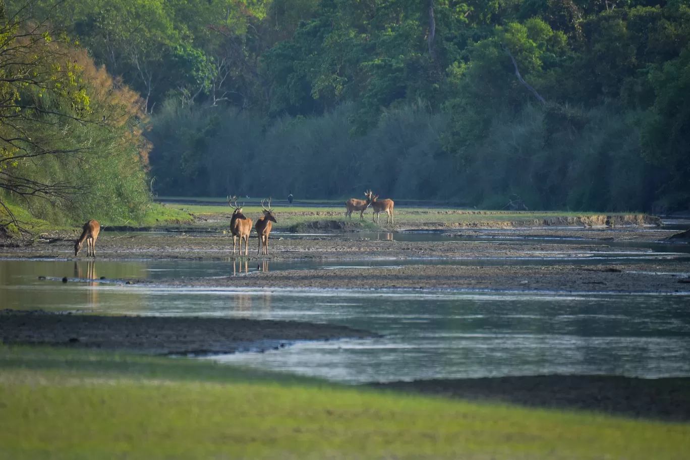 Photo of Dudhwa Tiger Reserve By Diana Banik