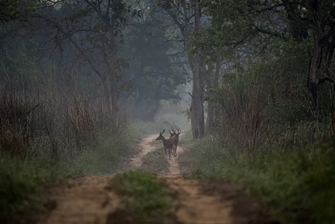 Photo of Dudhwa Tiger Reserve By Diana Banik