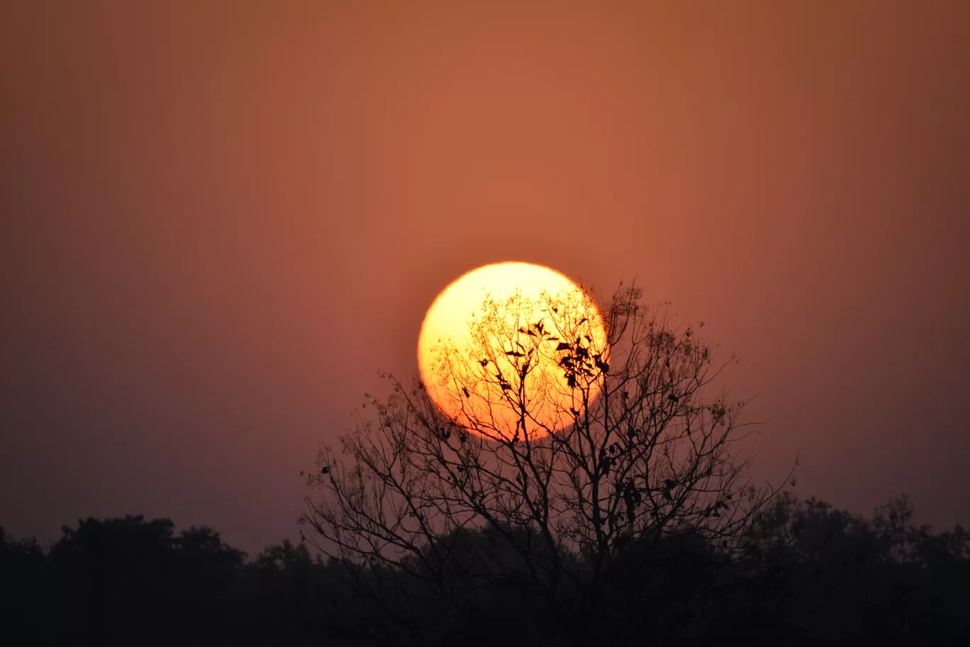 Photo of Dudhwa Tiger Reserve By Diana Banik