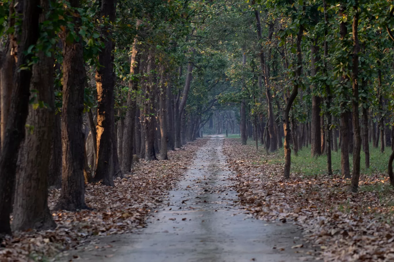 Photo of Dudhwa Tiger Reserve By Diana Banik