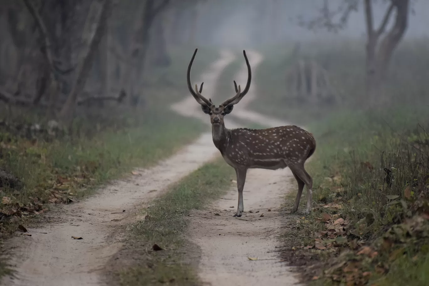 Photo of Dudhwa Tiger Reserve By Diana Banik