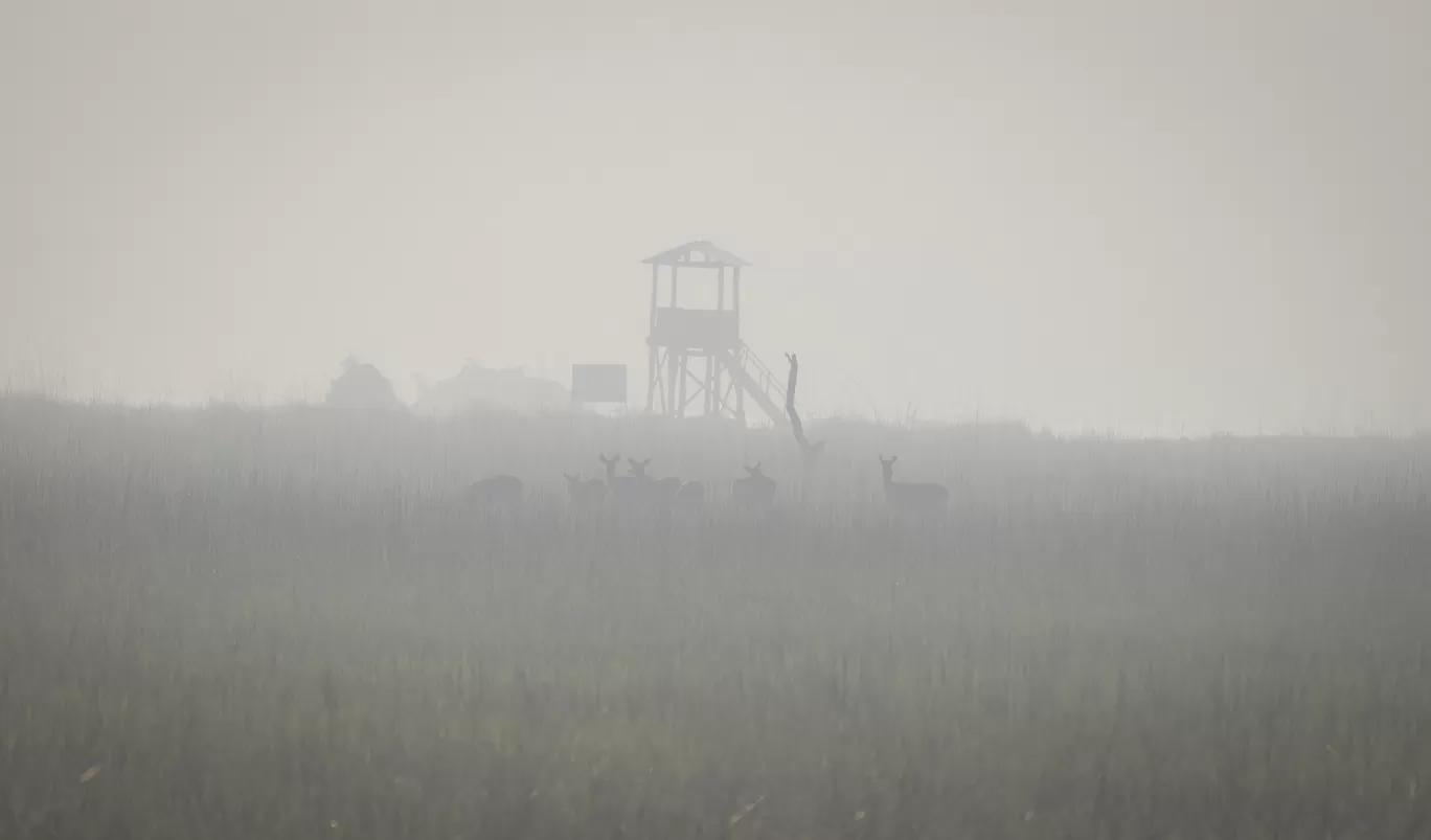 Photo of Dudhwa Tiger Reserve By Diana Banik