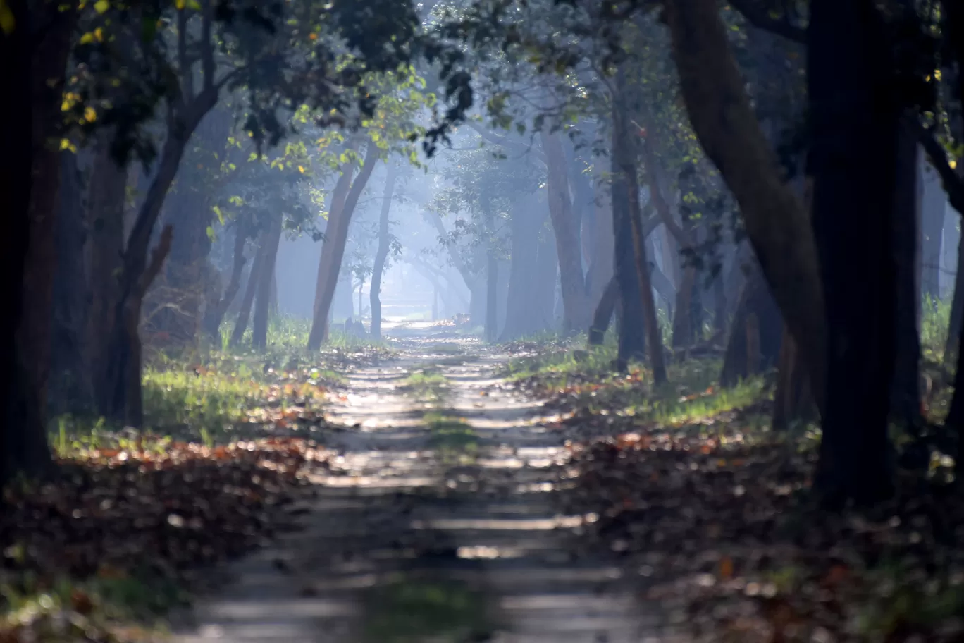 Photo of Dudhwa Tiger Reserve By Diana Banik