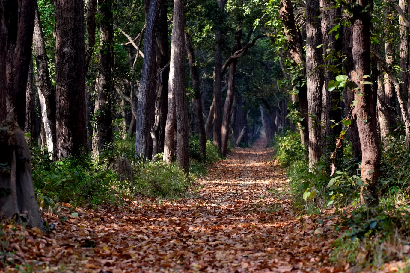 Photo of Dudhwa Tiger Reserve By Diana Banik