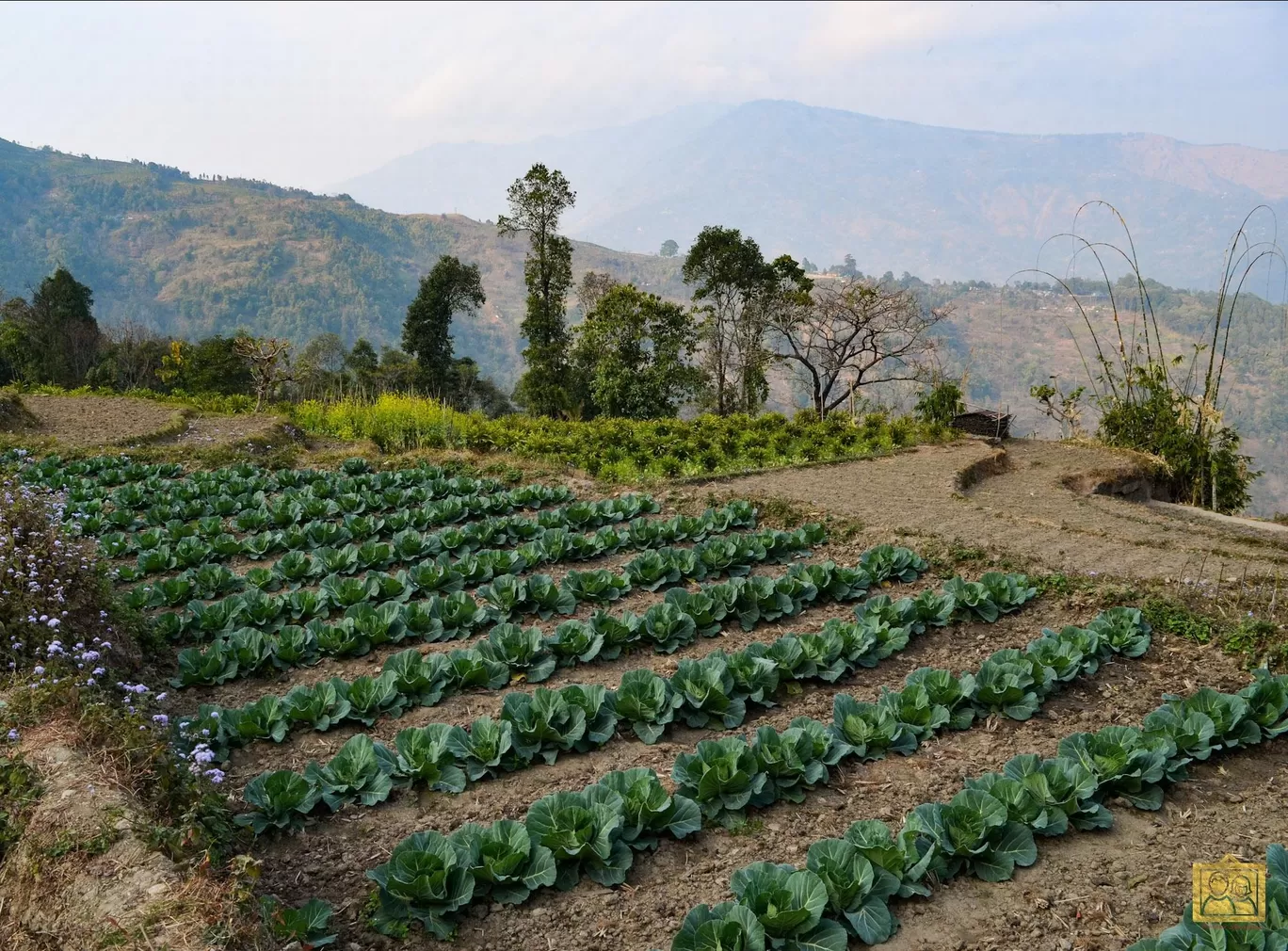 Photo of Darjeeling Blossom Ecotourism Complex - Bara Mangwa By Bongyatri - Sourav and Anindita