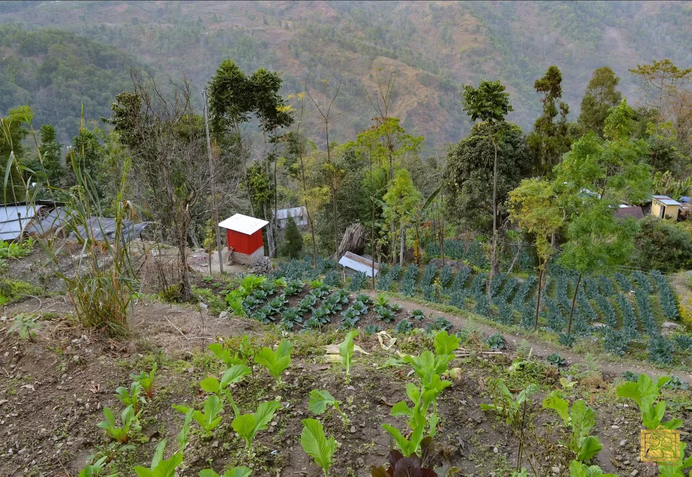 Photo of Darjeeling Blossom Ecotourism Complex - Bara Mangwa By Bongyatri - Sourav and Anindita