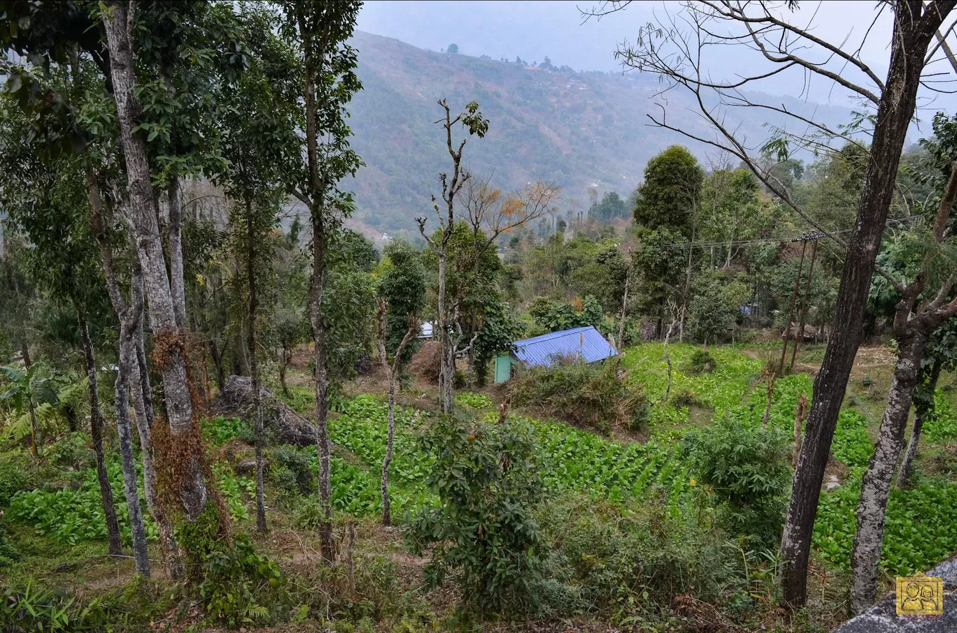 Photo of Darjeeling Blossom Ecotourism Complex - Bara Mangwa By Bongyatri - Sourav and Anindita