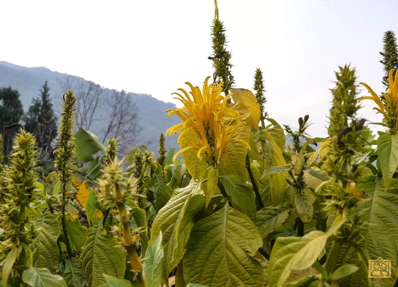 Photo of Darjeeling Blossom Ecotourism Complex - Bara Mangwa By Bongyatri - Sourav and Anindita