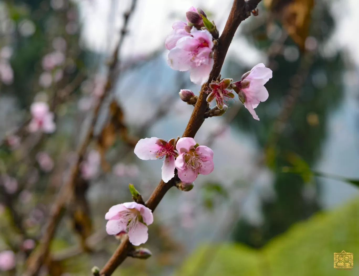 Photo of Darjeeling Blossom Ecotourism Complex - Bara Mangwa By Bongyatri - Sourav and Anindita