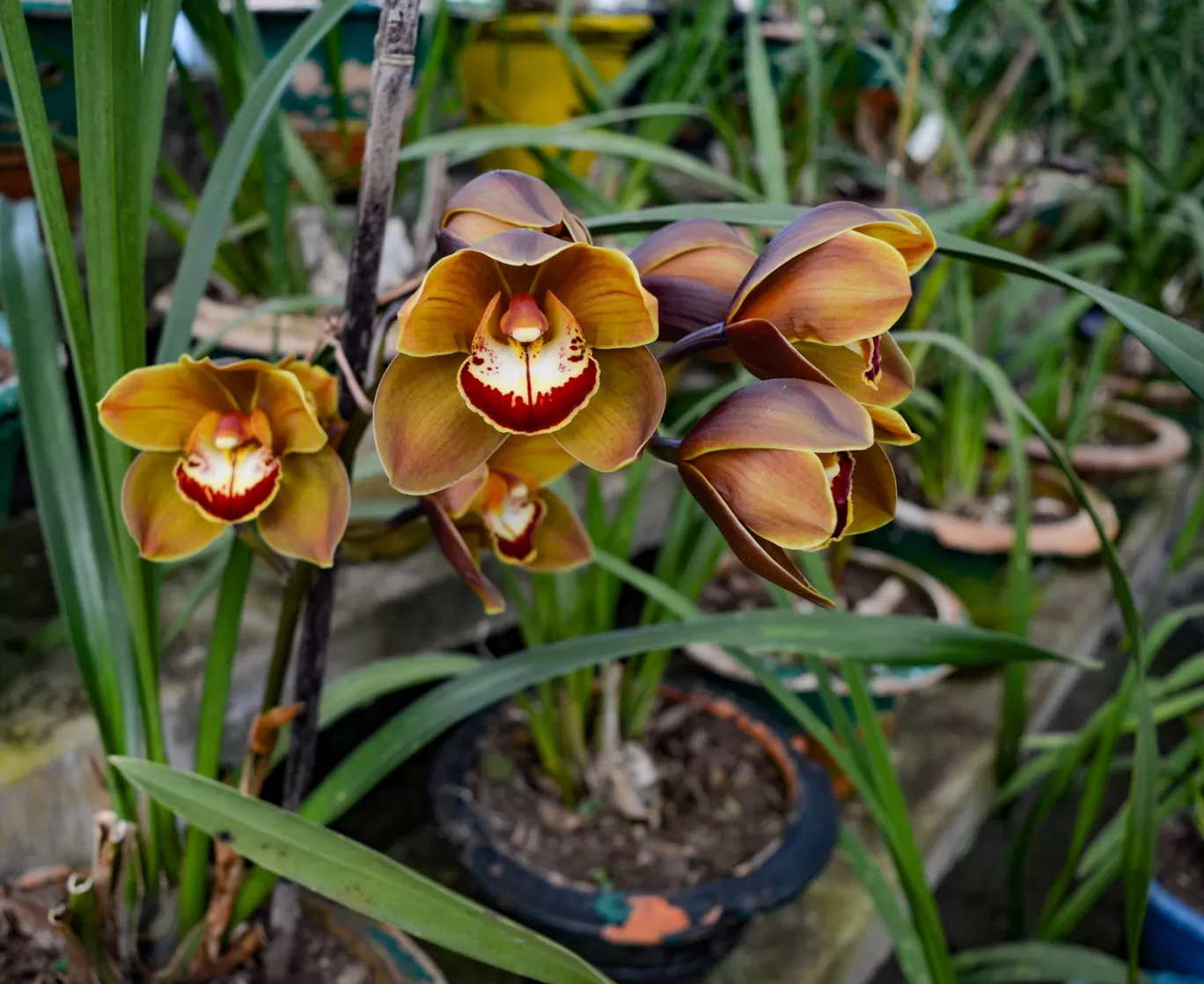 Photo of Takdah Orchid Center By Bongyatri - Sourav and Anindita