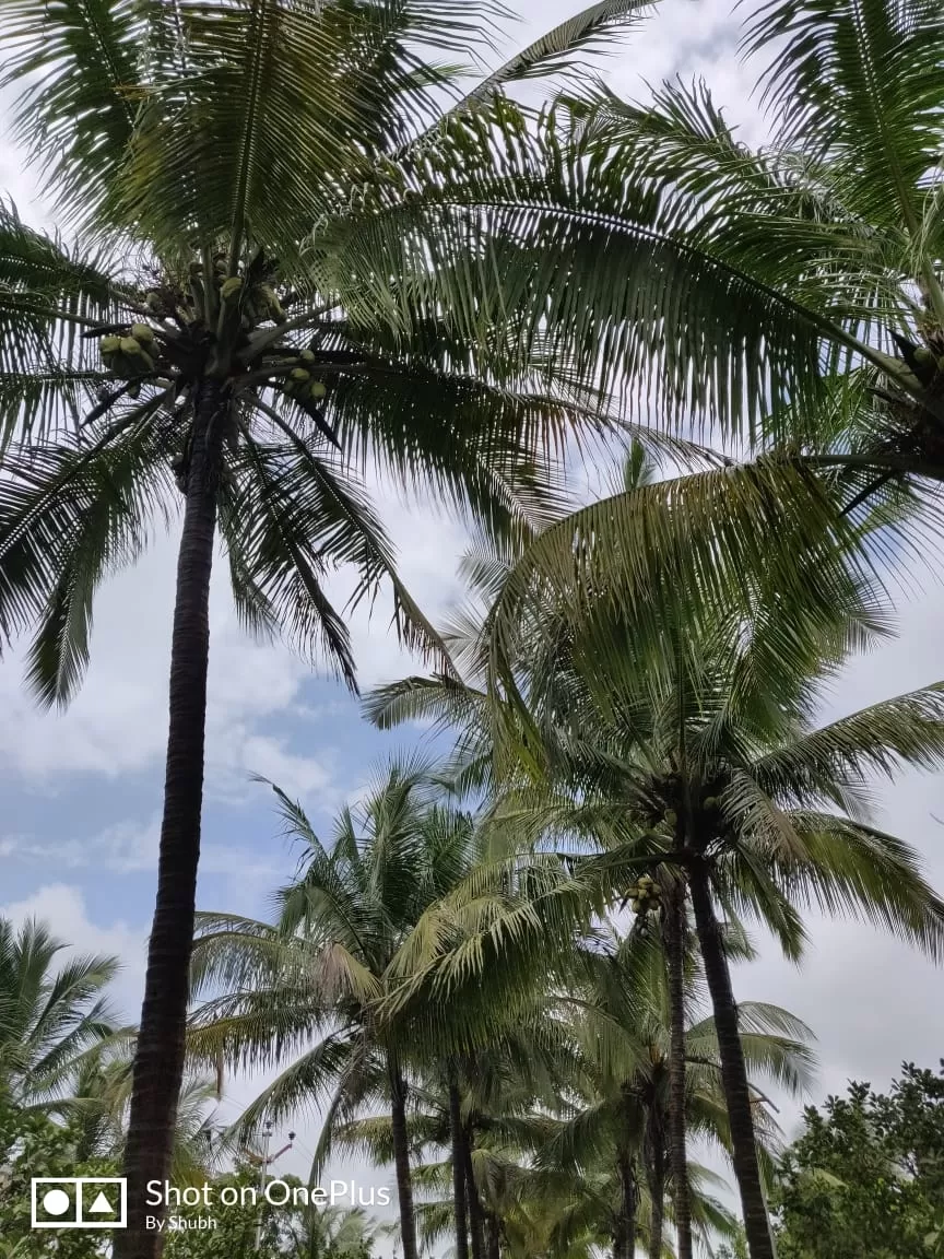 Photo of Kolad By Shraddha Rajput