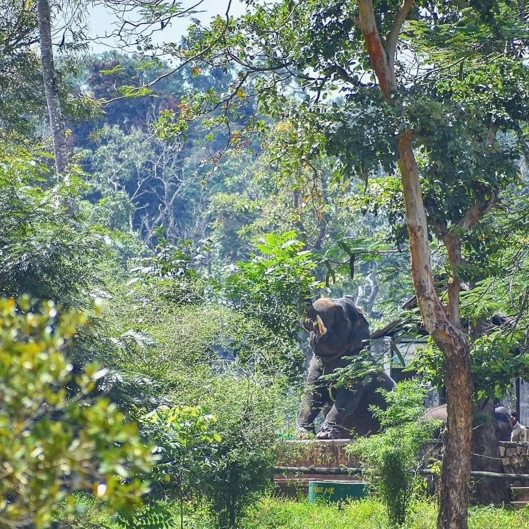 Photo of Dubare Elephant Camp By Amit Kumar