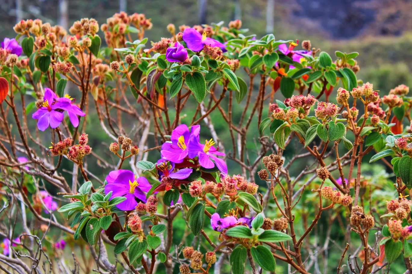 Photo of Munnar Hill Station By The Talking Bee - Sneha Dalvi