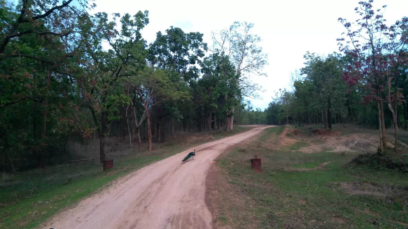 Photo of Pench Tiger Home By Gypsytipsytoes