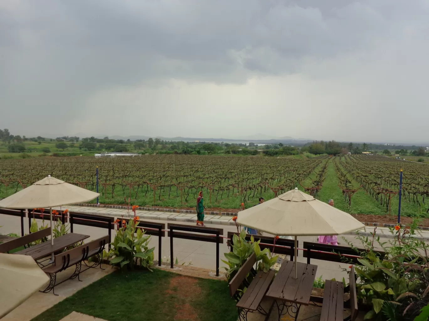 Photo of Sula Vineyards By Gypsytipsytoes
