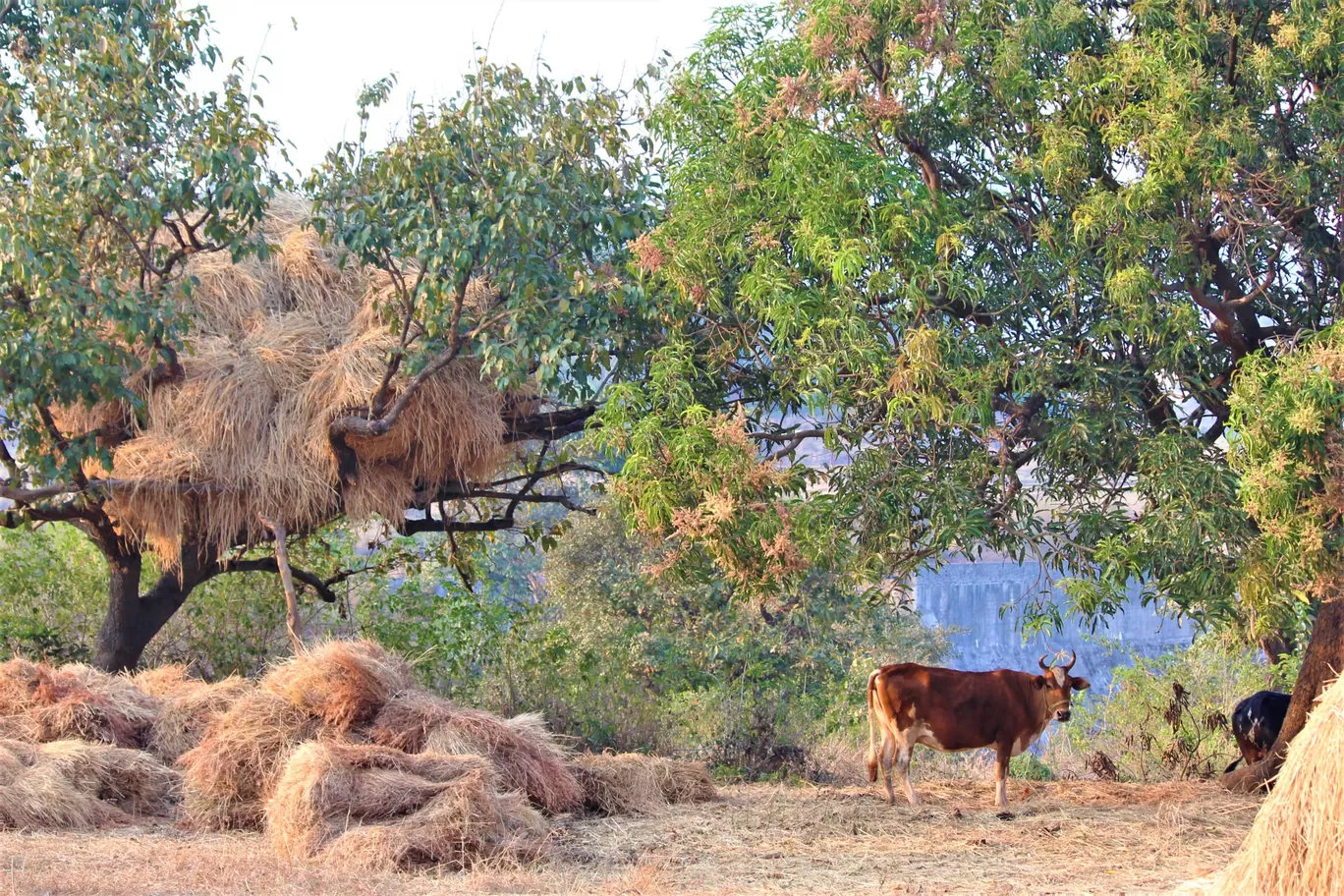 Photo of Purushwadi Village By Oindrila Soni