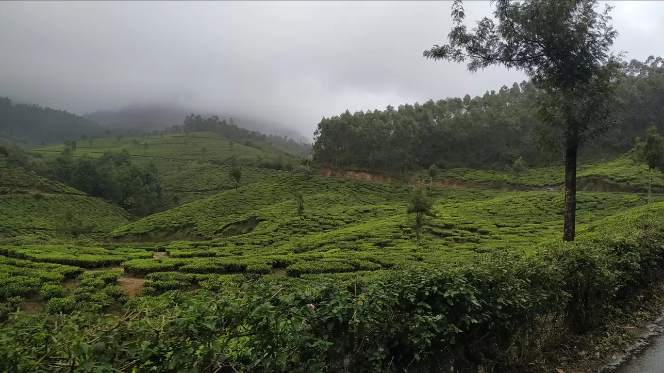 Photo of Munnar By Suraj Shah