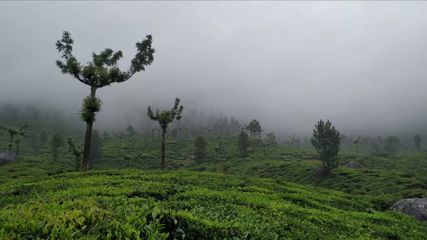Photo of Munnar By Suraj Shah
