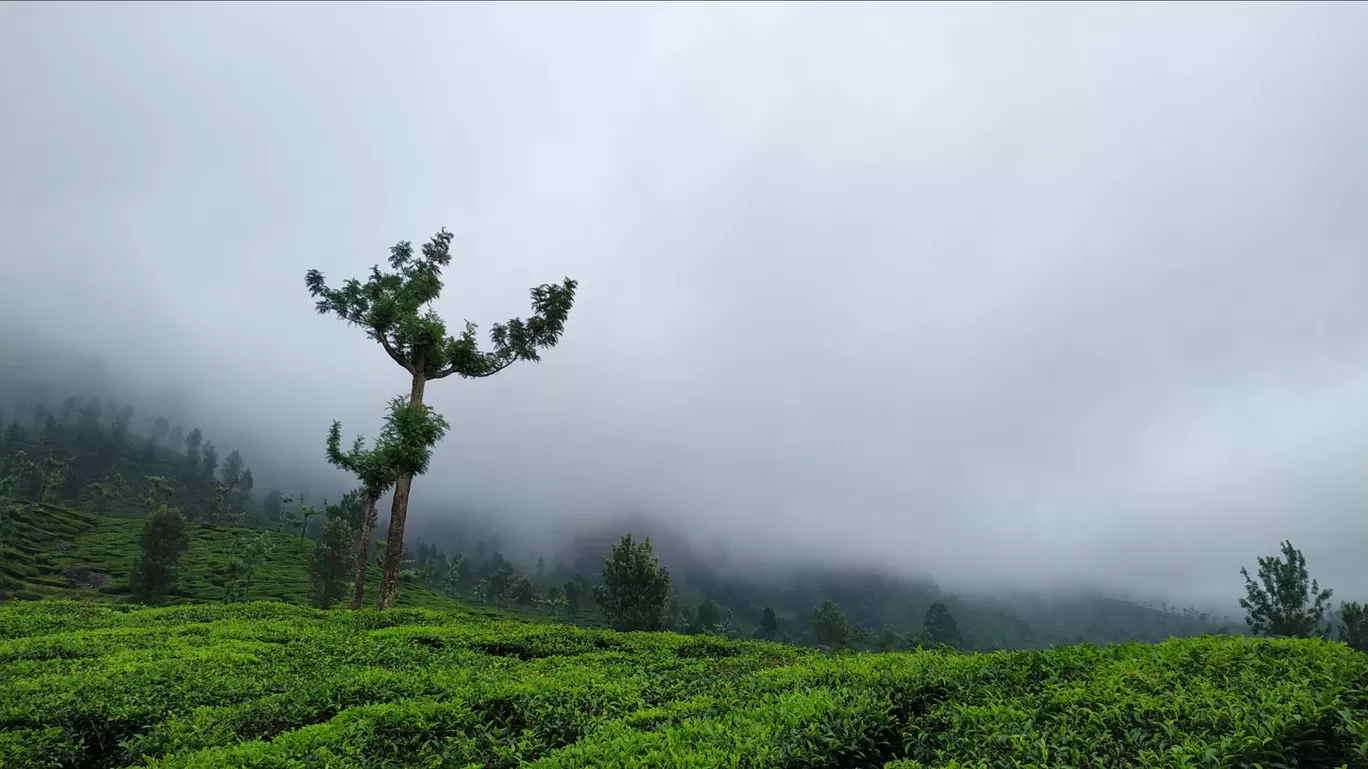 Photo of Munnar By Suraj Shah