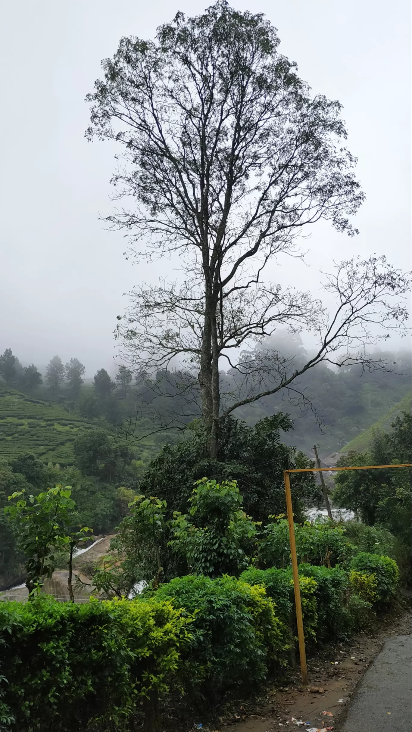 Photo of Munnar By Suraj Shah