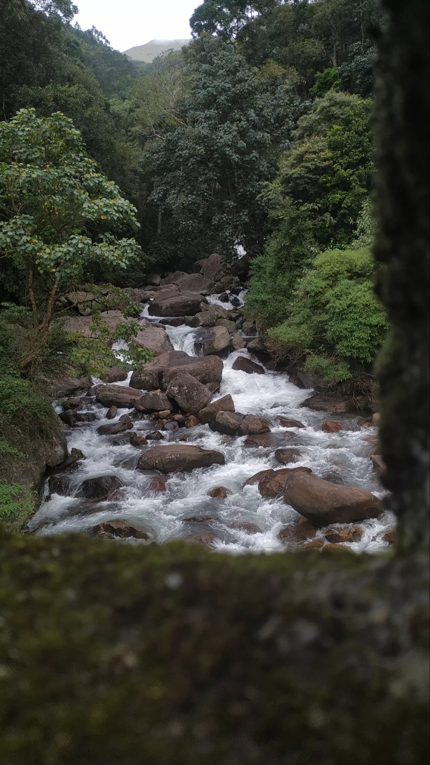 Photo of Munnar By Suraj Shah