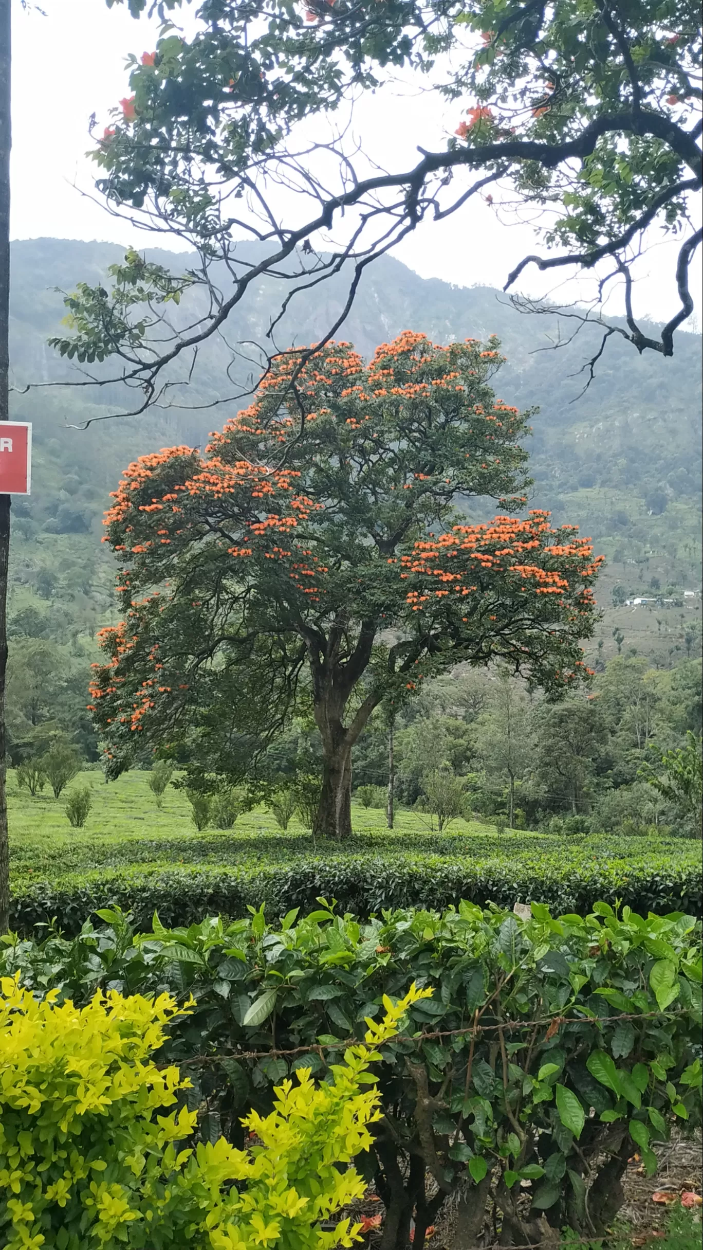 Photo of Munnar By Suraj Shah