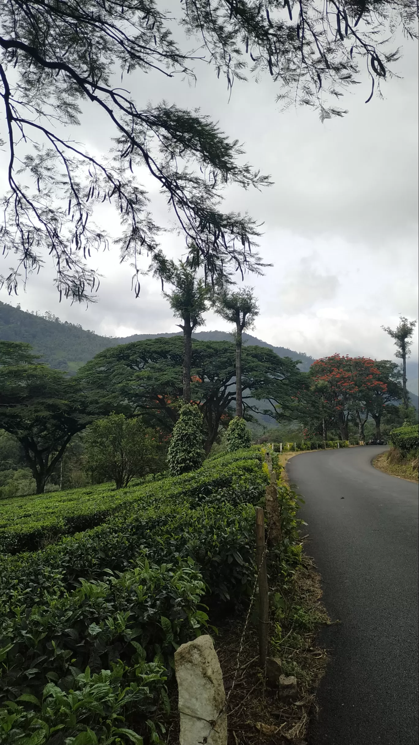 Photo of Munnar By Suraj Shah