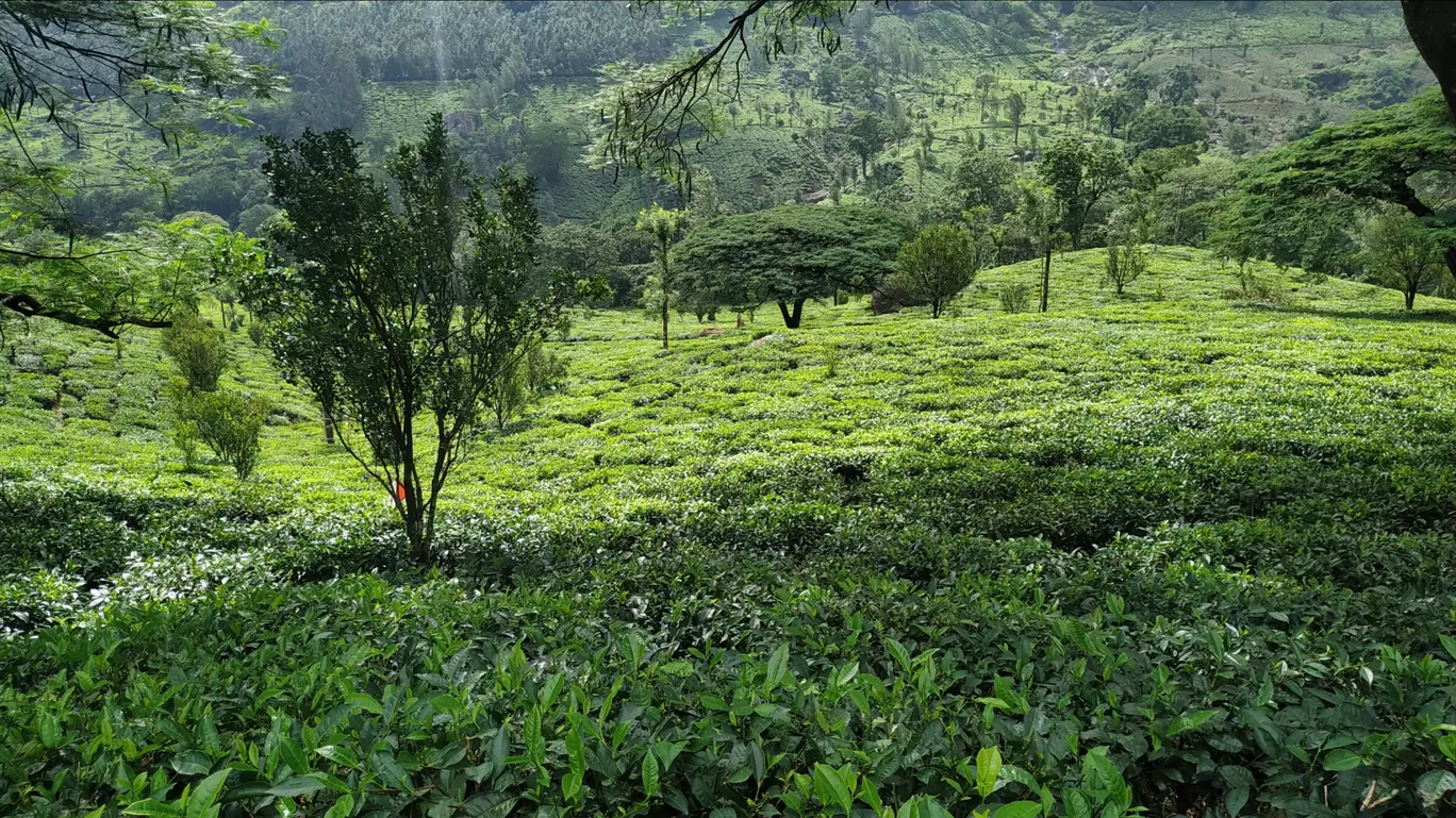 Photo of Munnar By Suraj Shah