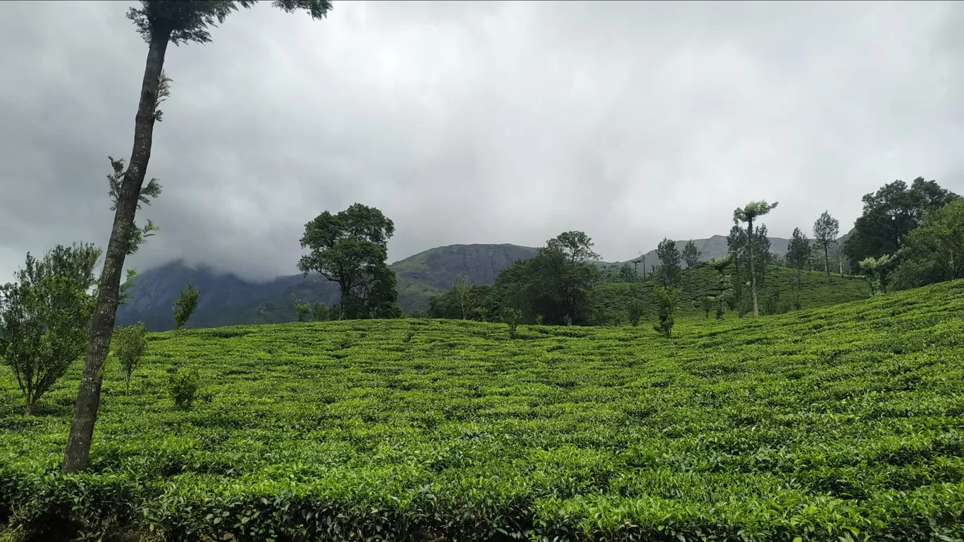 Photo of Munnar By Suraj Shah