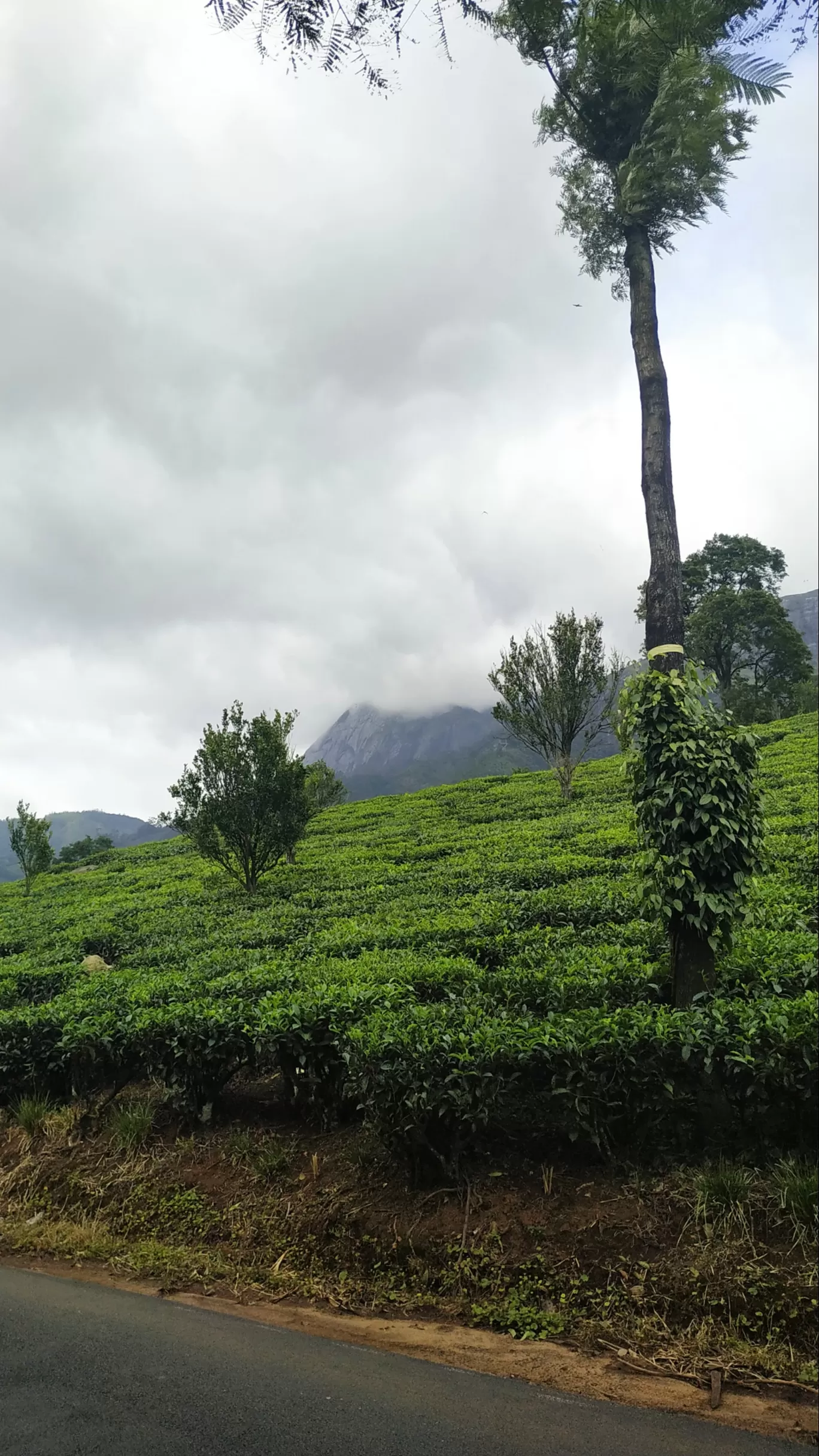 Photo of Munnar By Suraj Shah