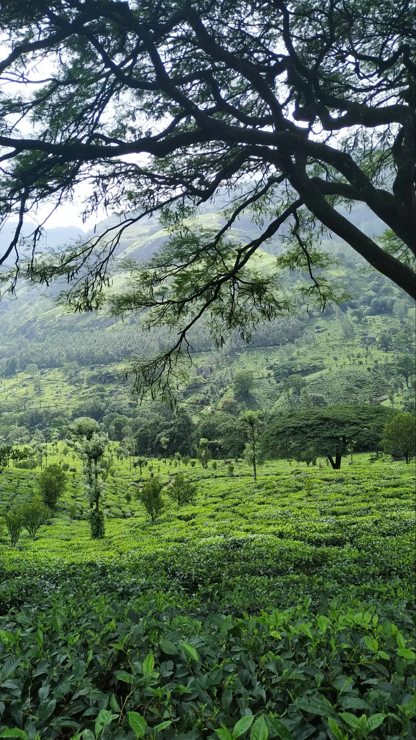 Photo of Munnar By Suraj Shah