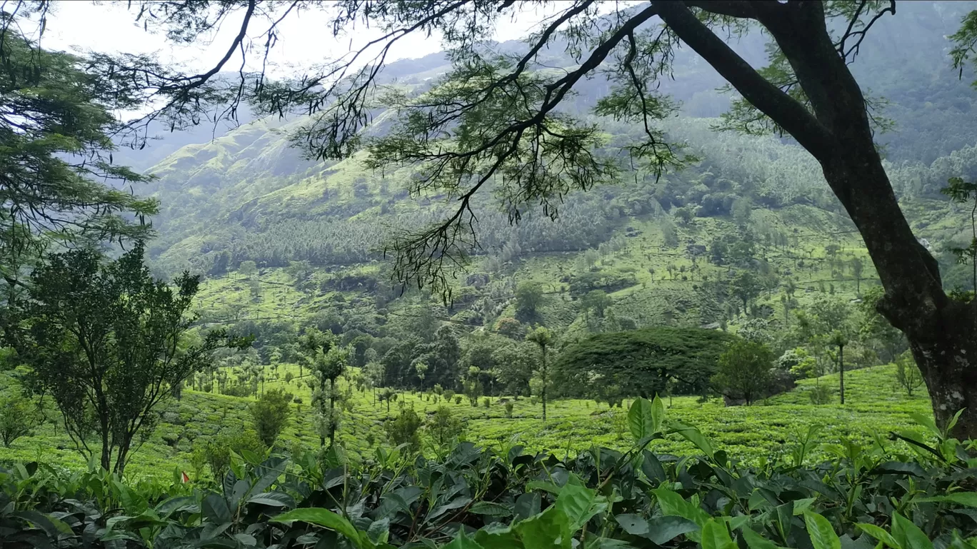 Photo of Munnar By Suraj Shah