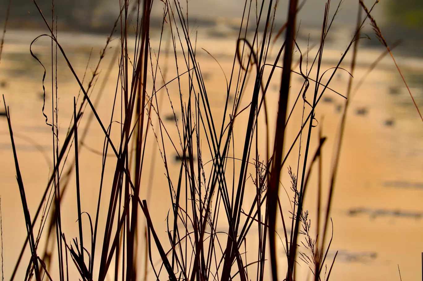 Photo of Sultanpur National Park By avantika karwasara