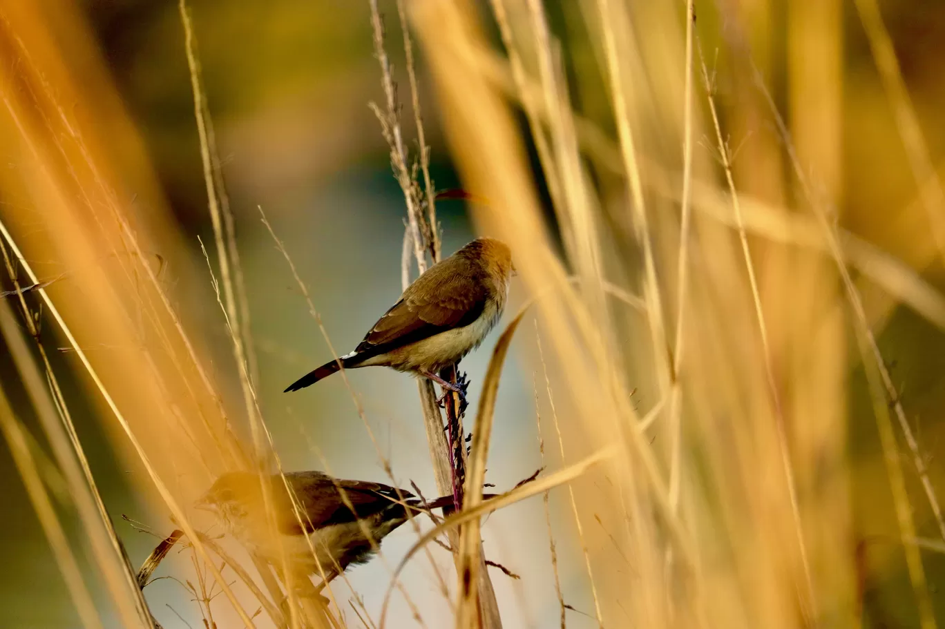 Photo of Sultanpur National Park By avantika karwasara