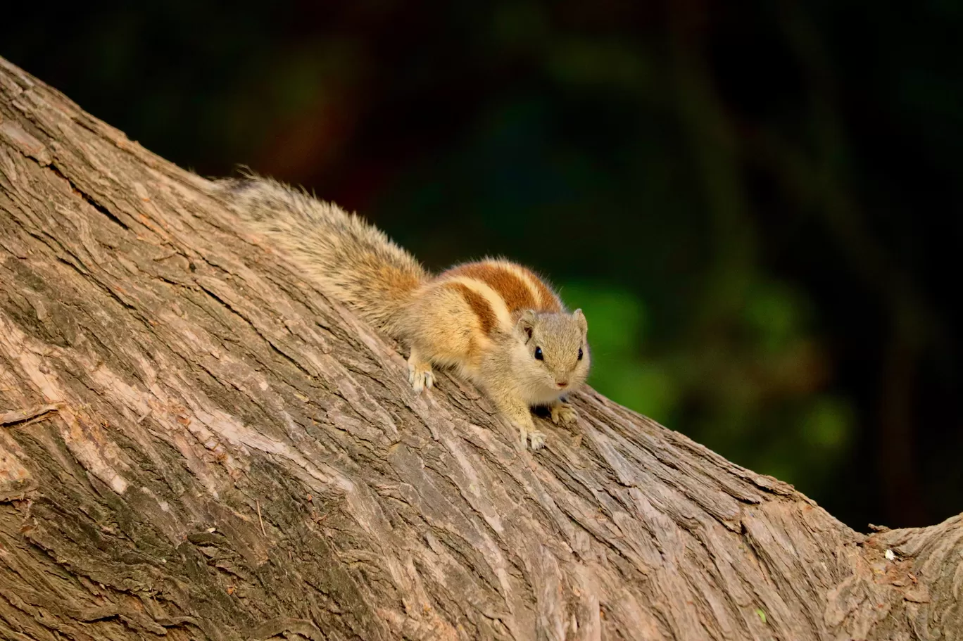 Photo of Sultanpur National Park By avantika karwasara