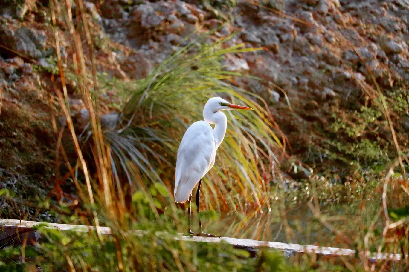 Photo of Sultanpur National Park By avantika karwasara