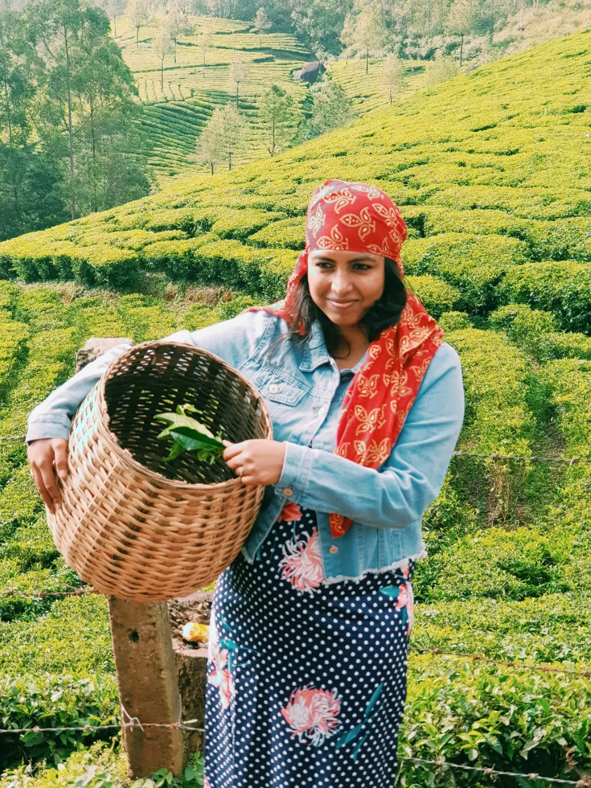 Photo of Munnar By Sushma Shetty