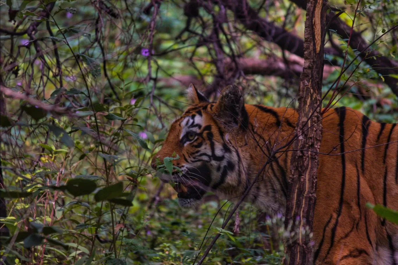 Photo of CORBETT FARMYARD SAFARI LODGE By Arun Saini