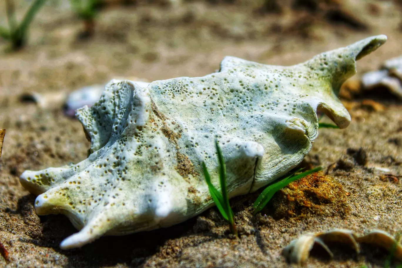 Photo of Andaman Islands By Rahul Johari