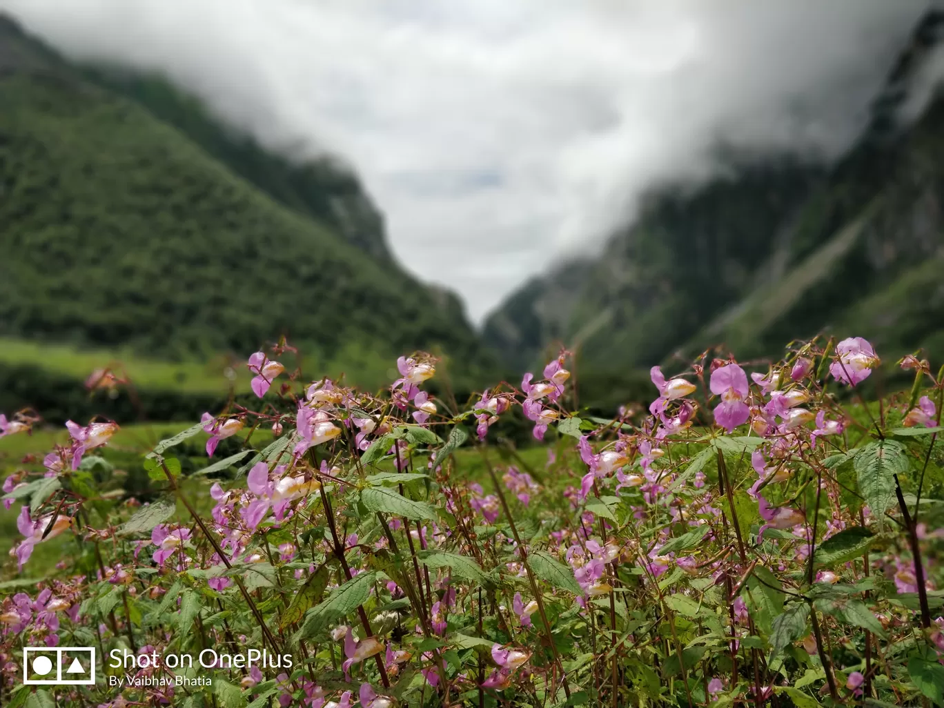 Photo of Valley of Flowers National Park By Vaibhav Bhatia