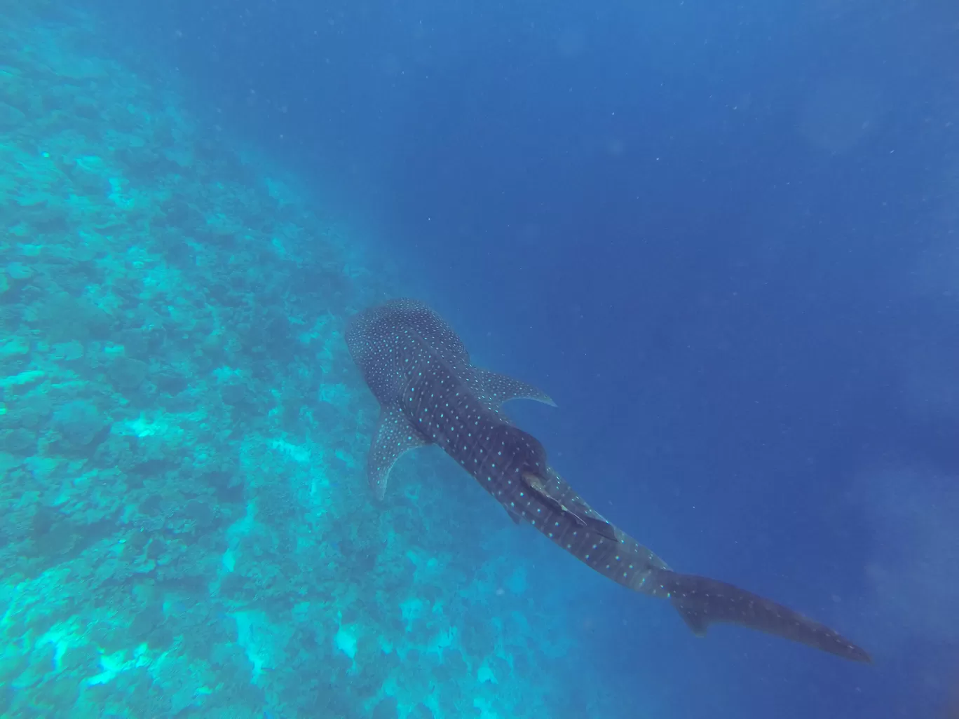 Photo of Maldives By Gypsea Trip