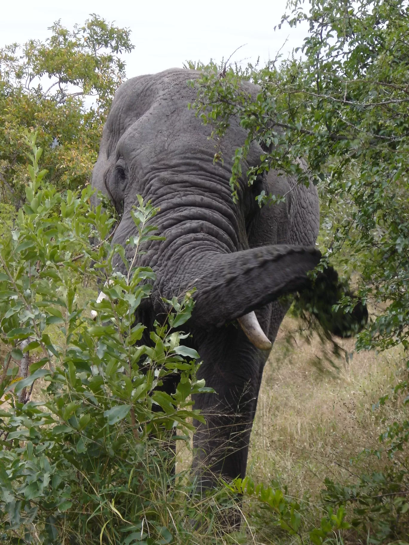 Photo of Kruger Park By Gypsea Trip