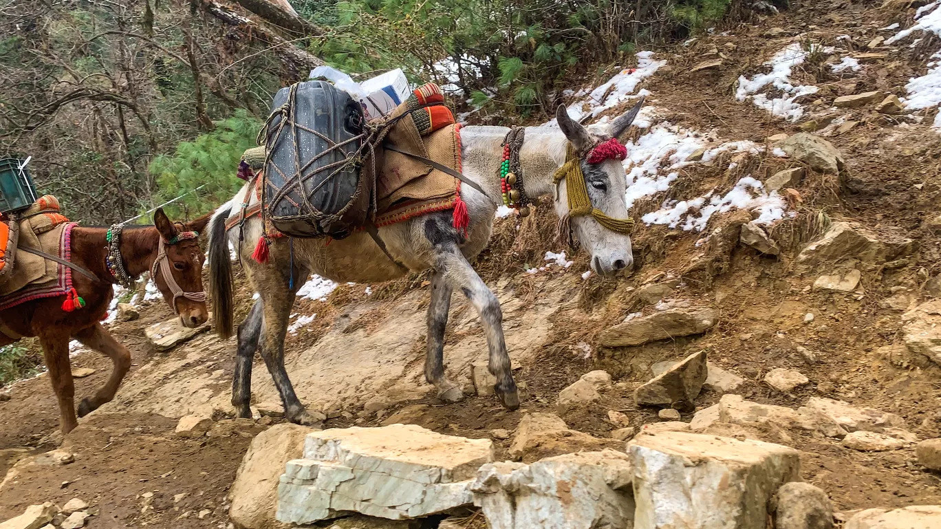 Photo of Kedarkantha Summit By Balbir Singh