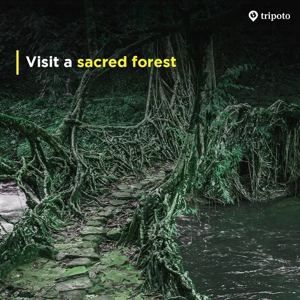 Photo of Meghalaya By Tripoto